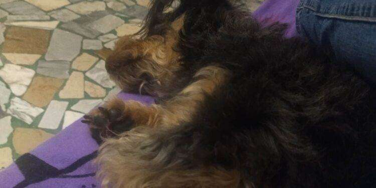 Alghero, microchippatura dei cani: appuntamento il 17 maggio