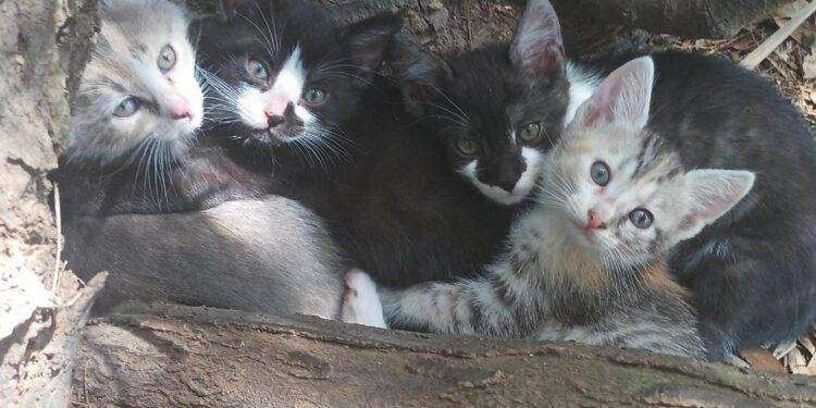 Cagliari, appello dalle volontarie che accudiscono i gatti del Parco di Terramaini