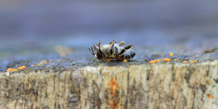 20 maggio, giornata mondiale delle api: iniziativa di Greenpeace