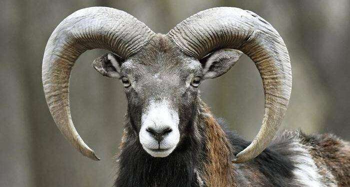 Animalisti denunciano, ‘mufloni aggrediti dai cani a Golfo Aranci’