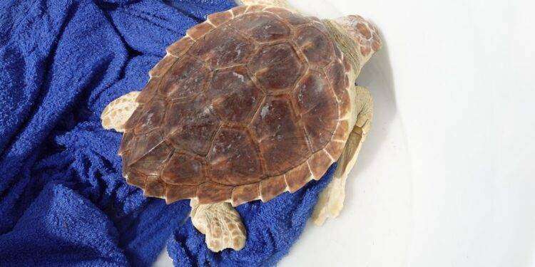 Ambiente, venerdì 30 al Poetto verrà liberata una tartaruga Caretta caretta