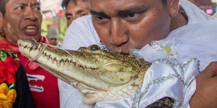 Messico, sindaco celebra matrimonio con un coccodrillo