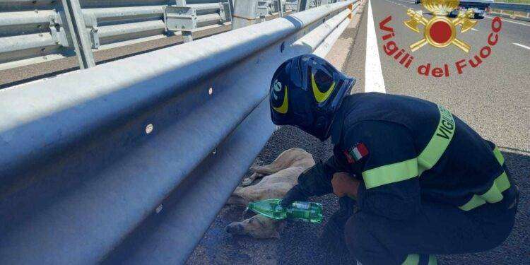 Cane investito sulla 131 salvato dai Vigili del fuoco