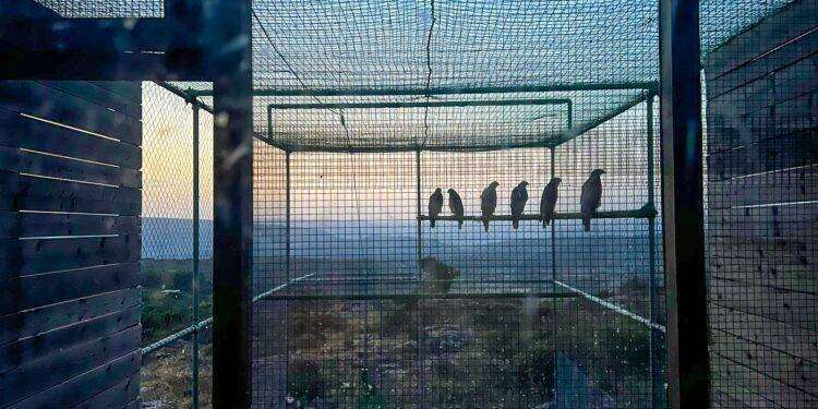 Sei aquile di Bonelli liberate a Bosa