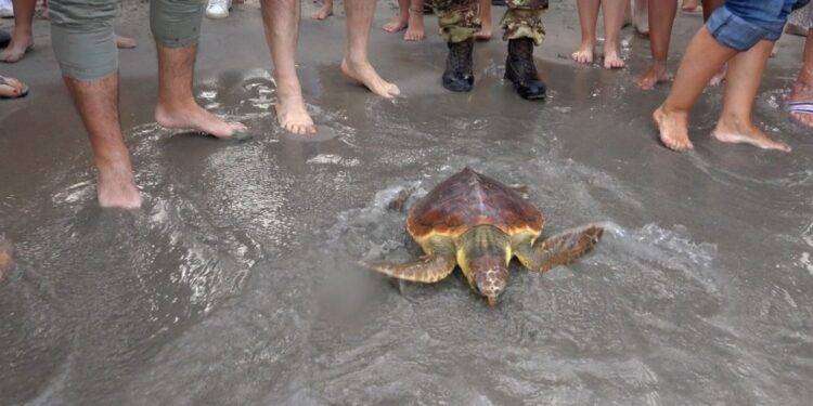 Ambiente, liberata al Poetto una caretta caretta