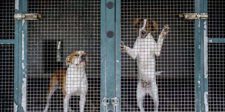 Legambiente, 71mila cani abbandonati nel 2022