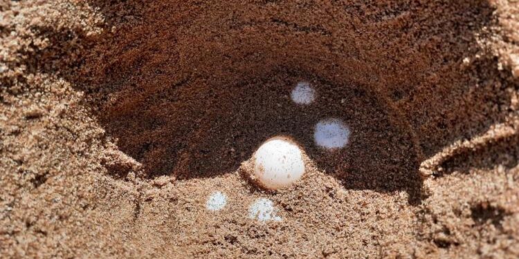 Tartarughe marine, è record di nidi