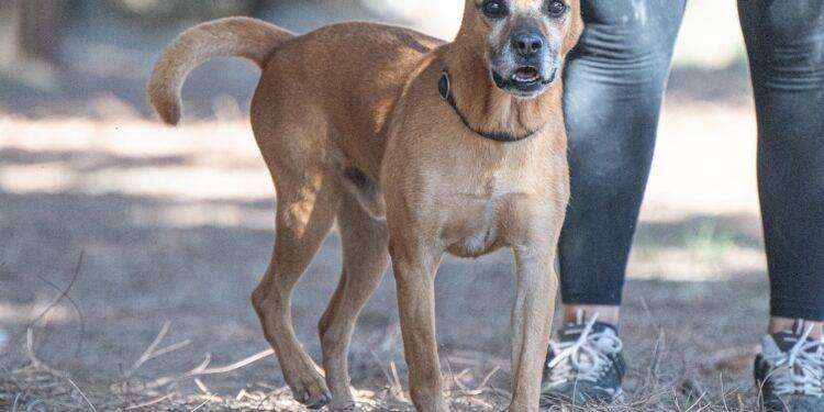 Brutus e gli altri amici a quattro zampe cercano una nuova casa