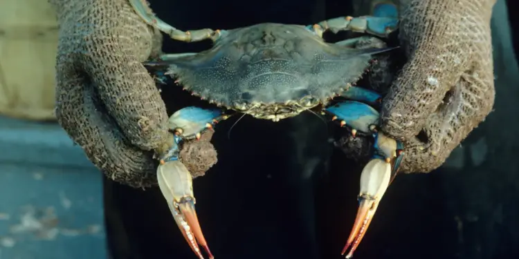 Granchio blu, gara di pesca per tutela ecosistemi lagunari