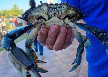 Granchio blu, ottima partecipazione per la gara di pesca promossa dal parco di Tepilora a Posada