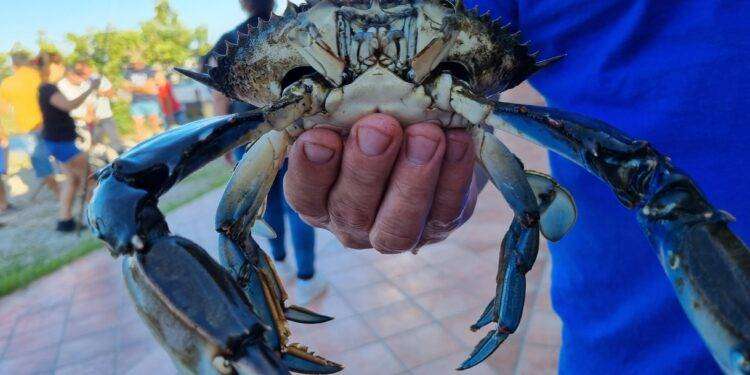 Granchio blu, ottima partecipazione per la gara di pesca promossa dal parco di Tepilora a Posada