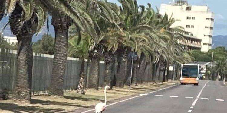 Fenicottero al Poetto, le immagini diventano virali