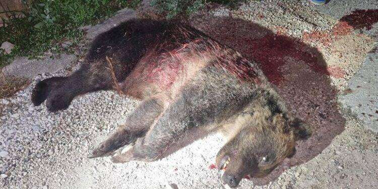 Uccisa a fucilate l’orsa Amarena: l’Italia in choc