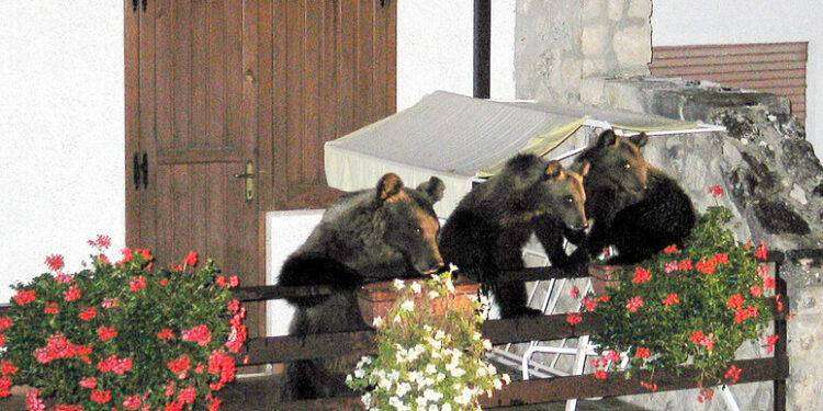 L’orsa Gemma a Scanno, mangia una torta in hotel e va via
