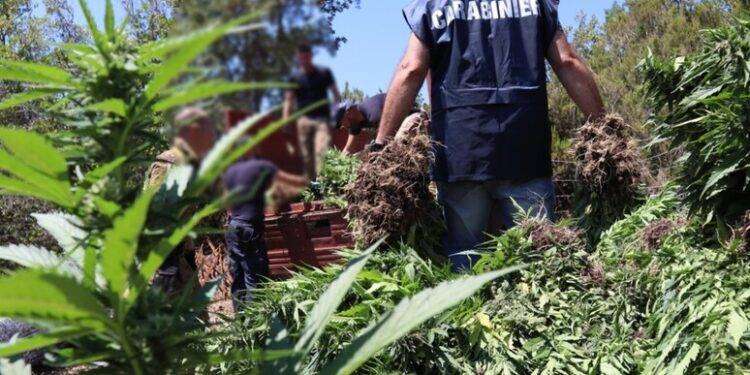 Nascondeva nel capanno 120 kg di marijuana, arrestato a Fonni