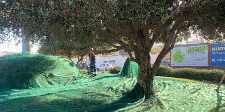 A Cagliari raccolta delle olive tra rotonde, parchi e giardini