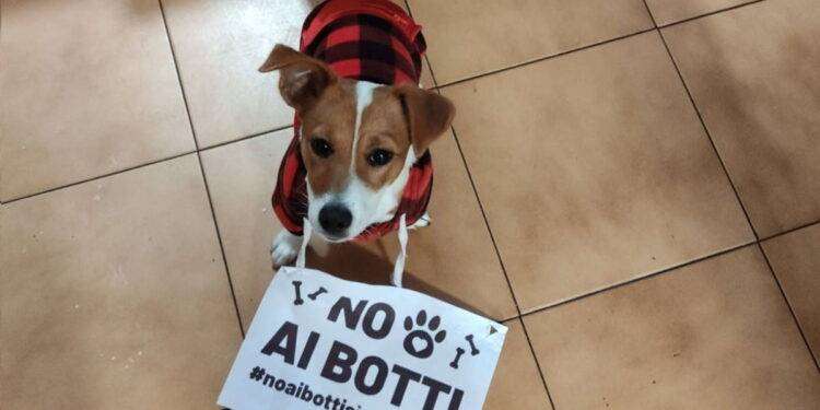 Petardi e botti di Capodanno, il Comune di Cagliari “se ne sbatte” delle richieste di migliaia di cittadini