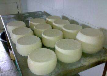 Allevamenti e caseifici diventano digitali, è la pastorizia 4.0