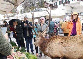 Cervo affamato va al mercato della frutta a Cortina
