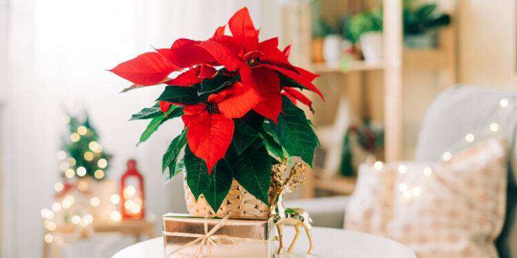 La Stella di Natale, 5 consigli per farla durare davvero