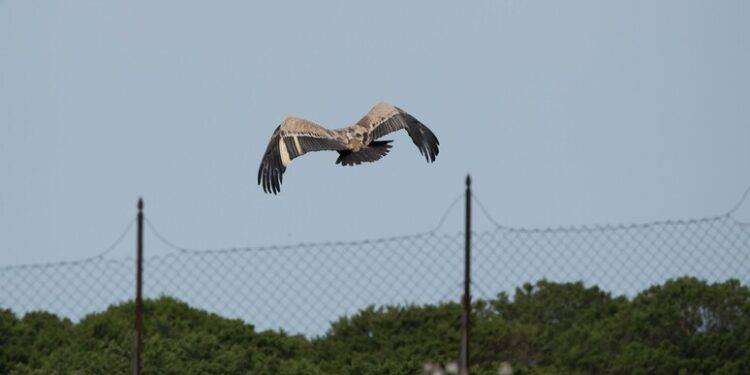 Progetto Università Sassari, Isola più sicura per i grifoni