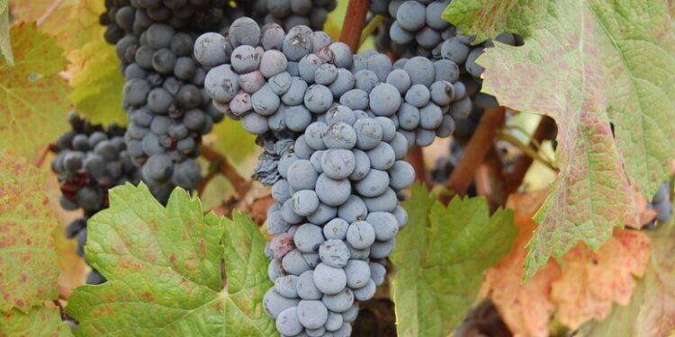 Bovale ‘mannu’, ecco il terzo ambasciatore del Terralba Doc