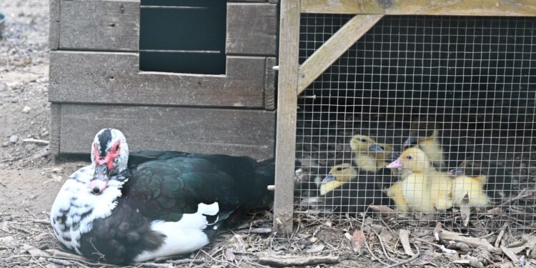 Cagliari, dopo la strage di uccelli: Monte Urpinu torna a ripopolarsi