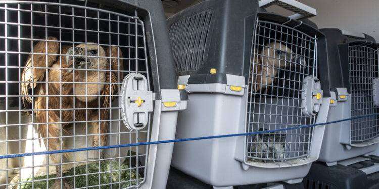 La Sardegna si ripopola di grifoni, 21 esemplari dalla Spagna