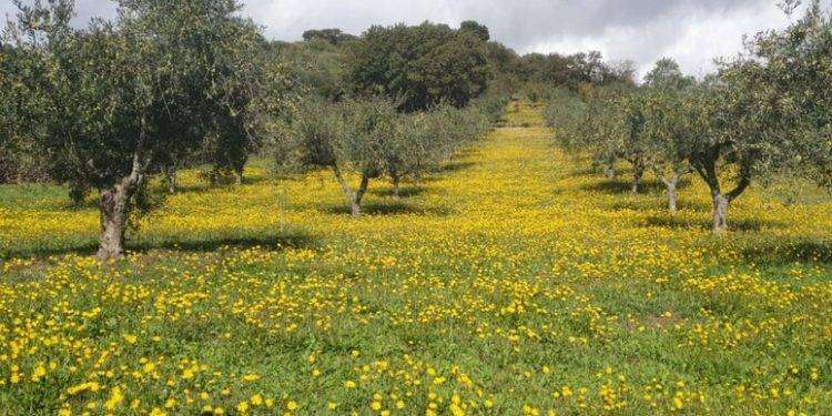 Confagricoltura, ‘nel Coghinas a rischio le colture estive’