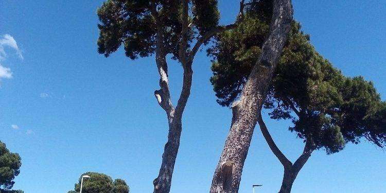 Cagliari, abbattimento alberi in via Calamosca: “le foto della vergogna”
