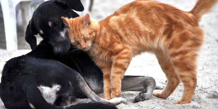 Campagna sterilizzazioni, un successo ad Alghero