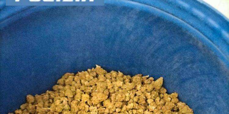 In casa 45 chili di marijuana, 38enne arrestato a Nuoro