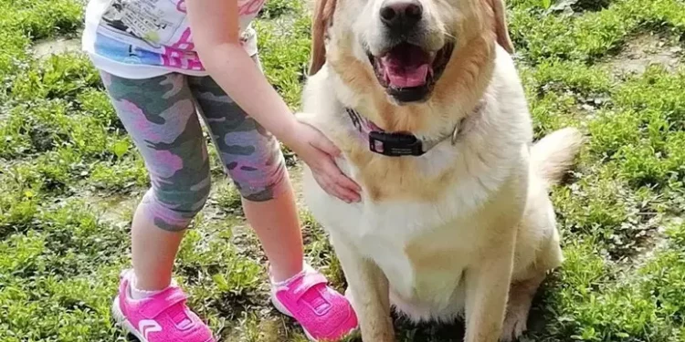 Ok da Enac, Fido in cabina su aerei Ita fino a 10 kg