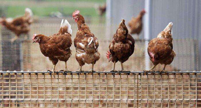 L’Ue firma contratto milionario per il vaccino contro l’aviaria: ancora un regalo alle big farm