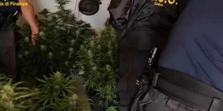 In un casolare di Selargius una piantagione di marijuana