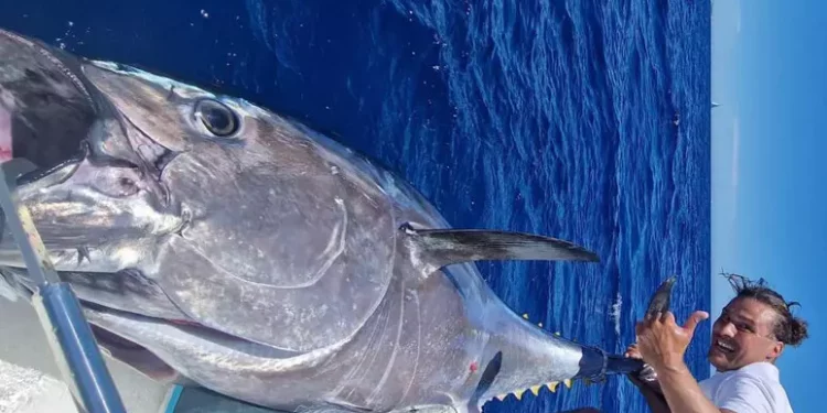 Pesca record a S.Teresa di Gallura, preso un tonno di 220 chili