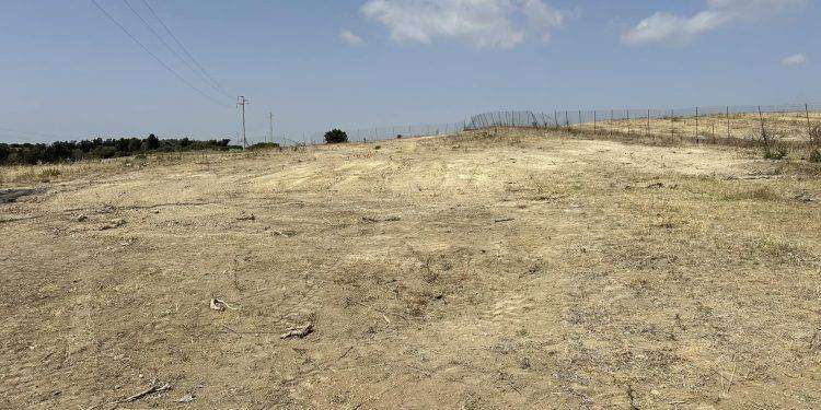 Selargius, dopo il presidio dei No Tyrrhenian Link: Terna sradica gli ulivi