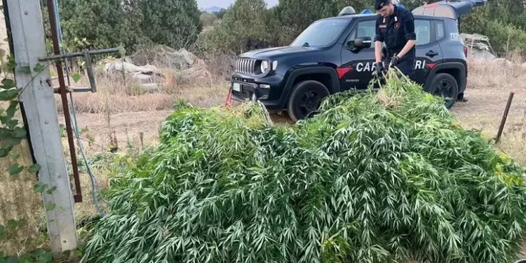 Piantagione di marijuana scoperta a Sestu, arrestato un 38enne
