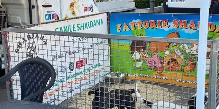 Quartu, al via il progetto “Adotta un cane al canile”