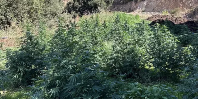 Sequestrati 300 chili di marijuana nelle campagne di Orgosolo
