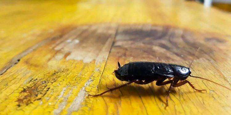 Quartu, il 10 ottobre trattamento di deblattizzazione in alcune vie del centro e litorale