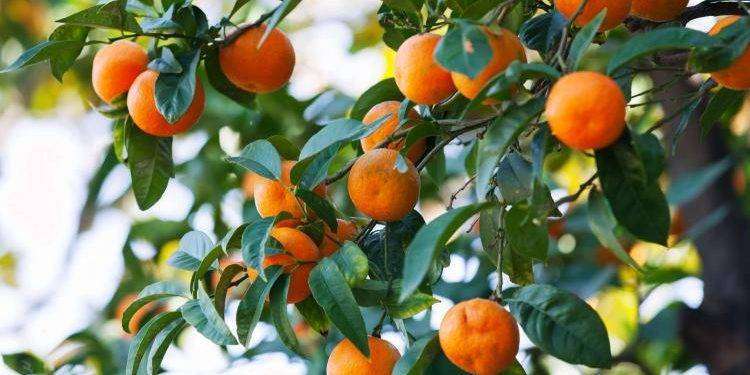 Assemini, manifestazione di interesse assegnazione temporanea raccolta dei frutti pendenti