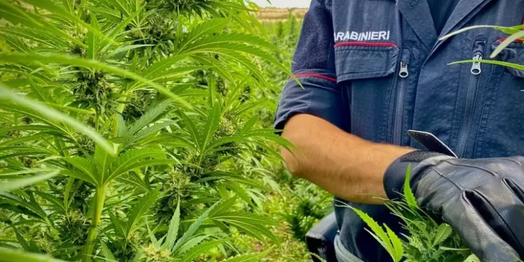 Piantagione di marijuana da 1mln di euro sequestrata a Borore