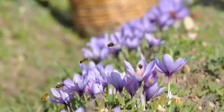 Lo zafferano Dop di Sardegna protagonista di un festival
