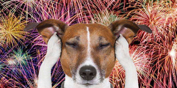 Botti di Capodanno: riflessioni su una pericolosa ‘tradizione’ per noi e per i nostri animali