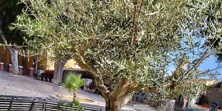 Un ulivo per Gigi Riva, Cagliari omaggia il suo campione