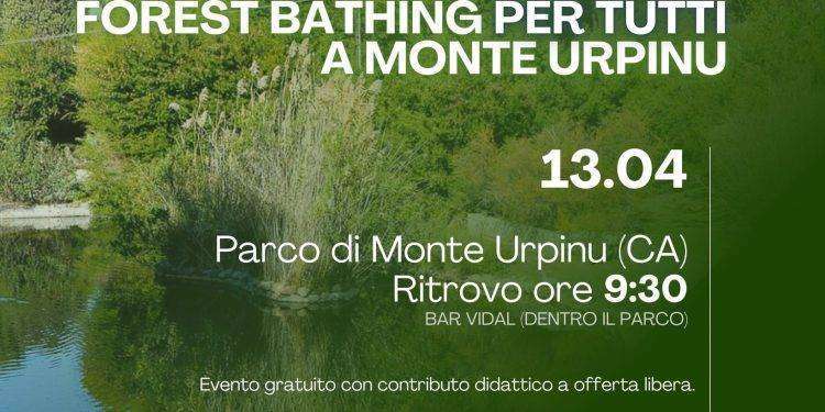 Arriva a Cagliari il Forest Bathing, pratica giapponese basata sul potere terapeutico del verde e degli alberi