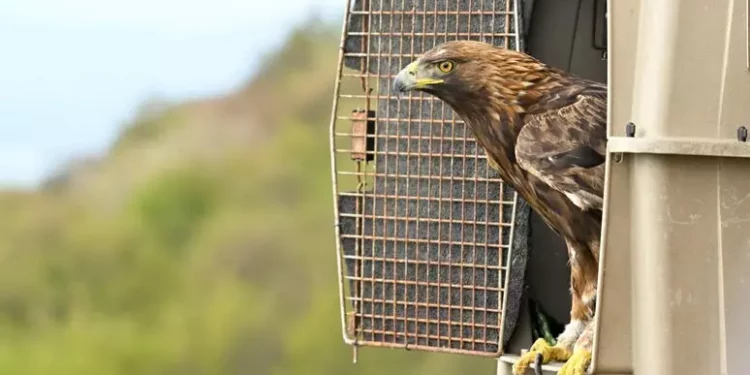 Tornata in libertà aquila trovata ferita a febbraio in Valbrenta