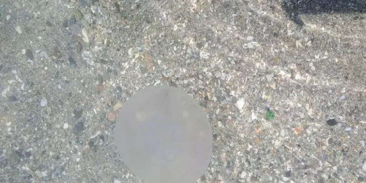 Invasione di meduse sulla spiaggia del Poetto a Cagliari