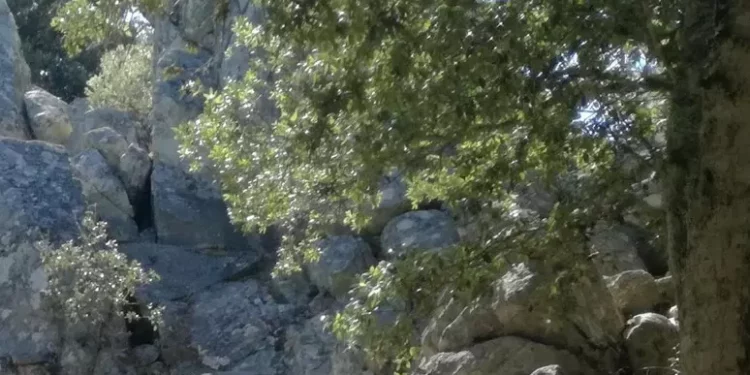 Forestas curerà la gestione del verde del monte Ortobene